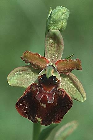 Ophrys holoserica x sphegodes, D   Mosbach 12.5.1990 