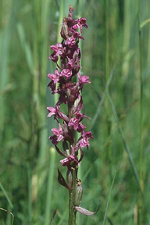Dactylorhiza fuchsii x traunsteineri, D   Allgäu 11.6.2005 