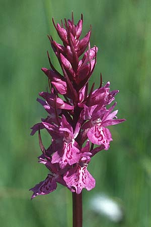 Dactylorhiza fuchsii x traunsteineri, D   Allgäu 11.6.2005 