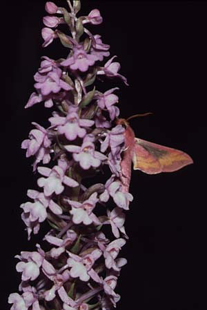 Gymnadenia conopsea + Kleiner Weinschwärmer Deilephila porcellus, D Pforzheim 6.7.96