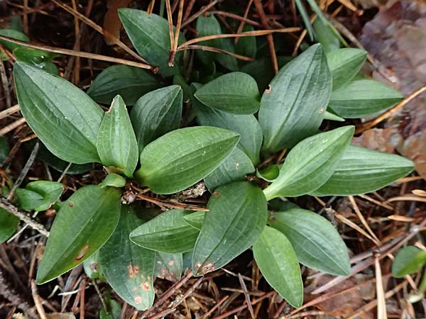 Goodyera repens / Creeping Lady's-Tresses, D  Pfalz, Kalmit 23.2.2026 