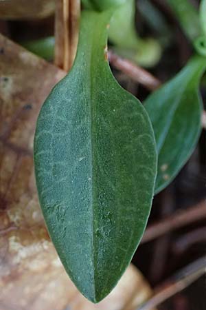 Goodyera repens / Creeping Lady's-Tresses, D  Pfalz, Kalmit 23.2.2026 