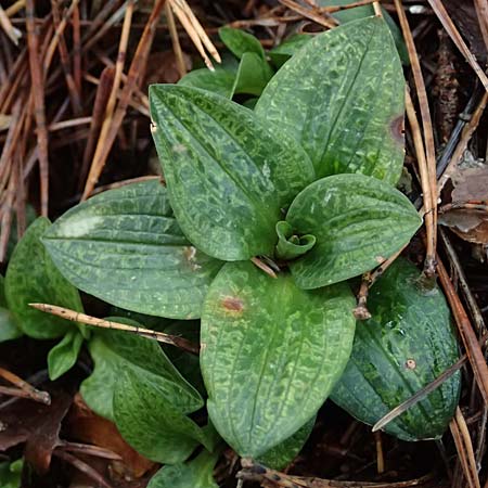 Goodyera repens / Creeping Lady's-Tresses, D  Pfalz, Kalmit 23.2.2026 