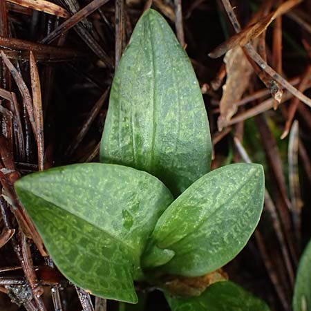 Goodyera repens / Creeping Lady's-Tresses, D  Pfalz, Kalmit 23.2.2026 