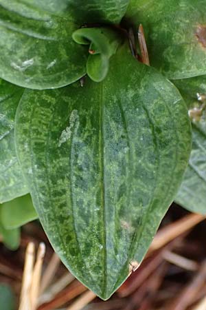 Goodyera repens / Creeping Lady's-Tresses, D  Pfalz, Kalmit 23.2.2026 
