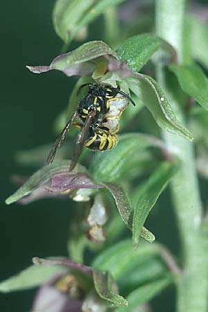 Epipactis helleborine mit Wespe / with wasp, D Pupplinger Au 25.7.04