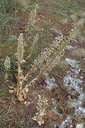 Himantoglossum hircinum \ Bocks-Riemenzunge, D  Herxheim am Berg 27.5.2022 