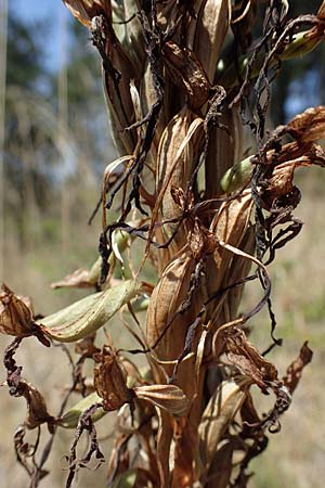 Himantoglossum hircinum \ Bocks-Riemenzunge, D  Nittel 18.7.2022 