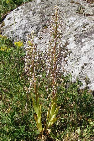 Himantoglossum hircinum \ Bocks-Riemenzunge, D  Hemsbach 18.5.2015 