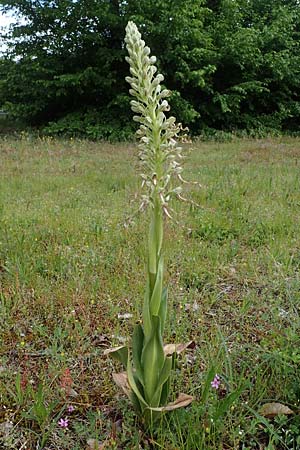 Himantoglossum hircinum \ Bocks-Riemenzunge, D  Mannheim 19.5.2021 