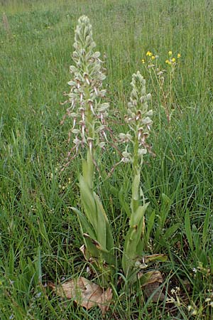 Himantoglossum hircinum \ Bocks-Riemenzunge, D  Mannheim 19.5.2021 