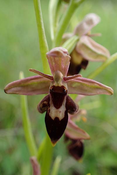 Ophrys apifera x insectifera, D   Neuleiningen 28.5.2021 