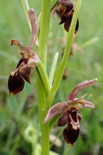 Ophrys apifera x insectifera, D   Neuleiningen 28.5.2021 