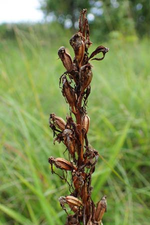 Himantoglossum hircinum \ Bocks-Riemenzunge, D  Neuleiningen 6.8.2021 