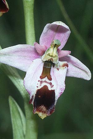Ophrys holoserica deformation \ Hummel-Ragwurz / Late Spider Orchid (teilweise Umbildung der Lippe in ein Sepal / partial alteration of the labellum into a petal), D  Dhaun 27.5.2000 
