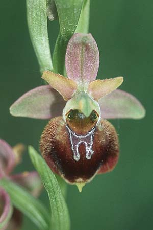 Ophrys holoserica x sphegodes, D   Taubergießen 8.5.2005 