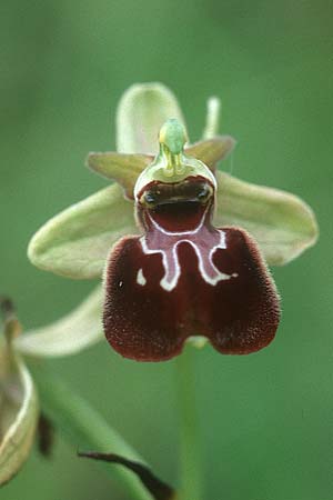 Ophrys holoserica x sphegodes, D   Saarland Badstube 4.6.2005 