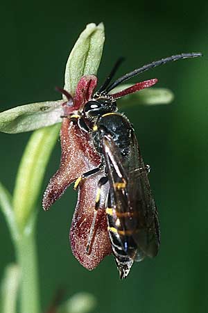 Ophrys insectifera + Argogorytes mystaceus ♂, D Augsburg 19.6.04