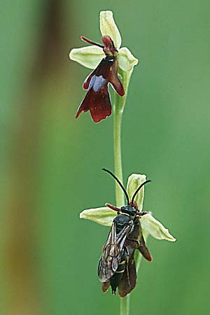 Ophrys insectifera + Argogorytes mystaceus ♂, D Augsburg 19.6.04