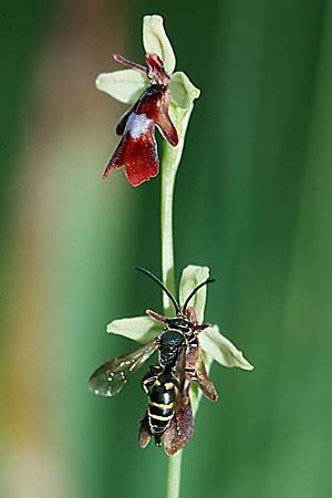 Ophrys insectifera + Argogorytes mystaceus ♂, D Augsburg 19.6.04