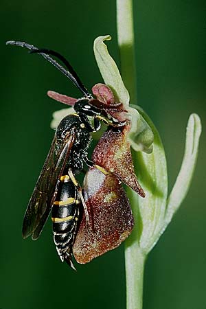 Ophrys insectifera + Argogorytes mystaceus ♂, D Augsburg 19.6.04