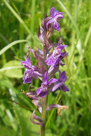 Dactylorhiza incarnata x majalis, D   Kipfenberg 7.6.2012 