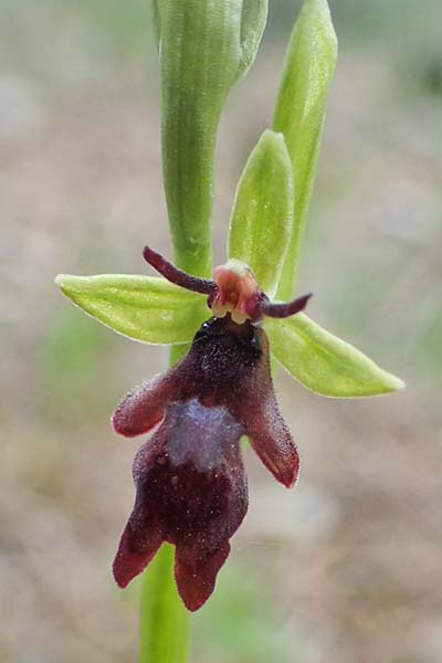 [click] Ophrys insectifera, D   Königheim 3.5.2021 
