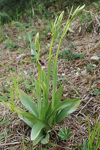 [click] Ophrys insectifera, D   Königheim 3.5.2021 