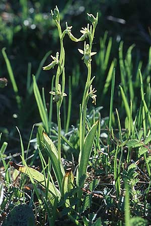 Ophrys insectifera farbvariante_color-variant \ Fliegen-Ragwurz, D  Pfalz 6.5.2003 