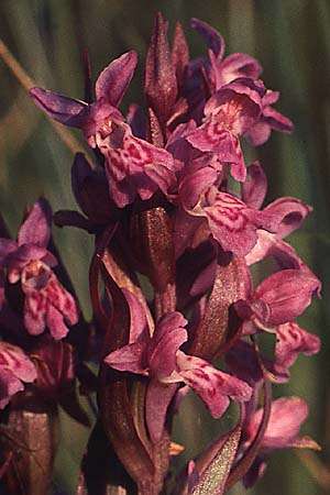 Dactylorhiza incarnata x majalis, D   Allgäu 8.6.1989 