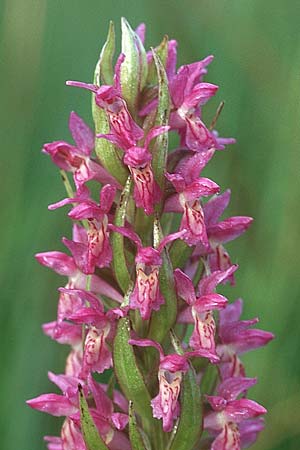 Dactylorhiza incarnata x ochroleuca, D   Bodensee - Gebiet/Region 11.6.2005 