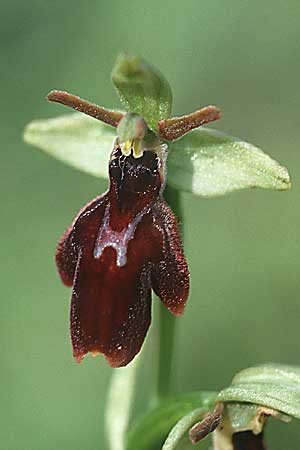 Ophrys insectifera x sphegodes, D   Dhaun 1.6.1998 