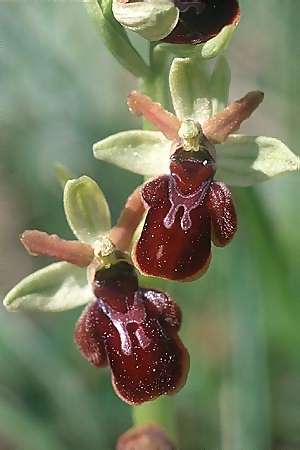 Ophrys sphegodes x (Ophrys araneola x insectifera), D   Pfalz/Palatinate 6.5.2003 