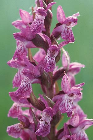 Dactylorhiza incarnata x traunsteineri, D   Bodensee - Gebiet/Region 11.6.2005 