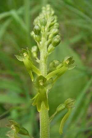 Listera ovata \ Großes Zweiblatt / Common Twayblade, D  Mosbach 12.5.2012 
