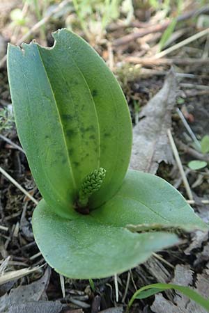 Listera ovata \ Großes Zweiblatt / Common Twayblade, D  Weinheim an der Bergstraße 17.4.2018 