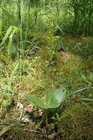 Listera ovata \ Großes Zweiblatt / Common Twayblade, D  Heidelberg 19.5.2018 