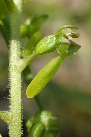 Listera ovata \ Großes Zweiblatt / Common Twayblade, D  Heidelberg 19.5.2018 