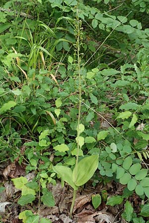 Listera ovata \ Großes Zweiblatt / Common Twayblade, D  Zülpich-Juntersdorf 13.6.2019 