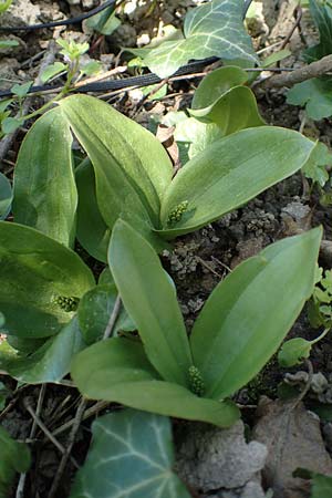 Listera ovata \ Großes Zweiblatt / Common Twayblade, D  Weinheim an der Bergstraße 31.3.2020 