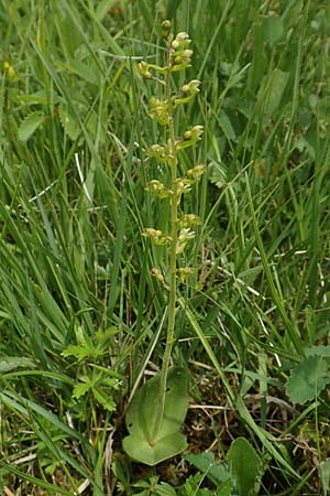 Listera ovata \ Großes Zweiblatt / Common Twayblade, D  Schwarzwald/Black-Forest, Schiltach 22.5.2020 