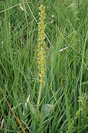 Listera ovata \ Großes Zweiblatt / Common Twayblade, D  Neuleiningen 25.5.2020 