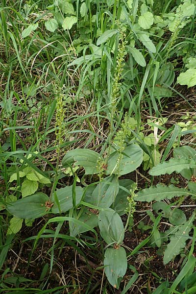 Listera ovata \ Großes Zweiblatt / Common Twayblade, D  Neuleiningen 25.5.2020 