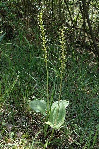 Listera ovata \ Großes Zweiblatt / Common Twayblade, D  Tiefenbronn-Mühlhausen 12.6.2021 