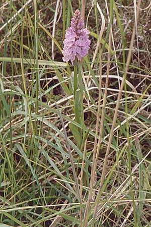 Dactylorhiza maculata / Spotted Orchid, D  Vorpommern Zingst 11.6.1998 