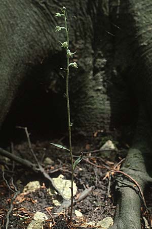 Epipactis microphylla \ Kleinblättrige Ständelwurz / Small-Leaved Helleborine, D  Freiburg 26.6.1988 