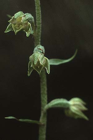 Epipactis microphylla \ Kleinblättrige Ständelwurz / Small-Leaved Helleborine, D  Freiburg 26.6.1988 