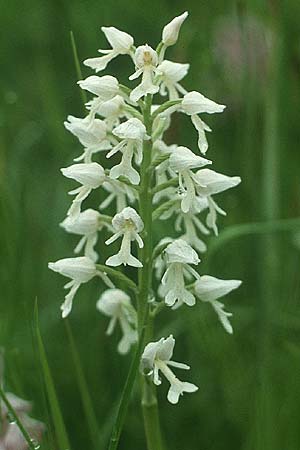 Orchis militaris farbvariante_color-variant \ Helm-Knabenkraut / Military Orchid, D  Saarland Gersheim 18.5.1988 