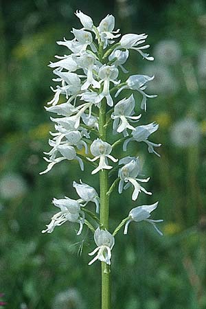 Orchis militaris farbvariante_color-variant \ Helm-Knabenkraut / Military Orchid, D  Weinheim an der Bergstraße 12.5.1994 