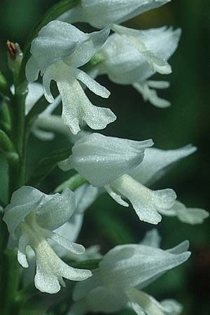 Orchis militaris farbvariante_color-variant \ Helm-Knabenkraut / Military Orchid, D  Werbach 22.5.1994 